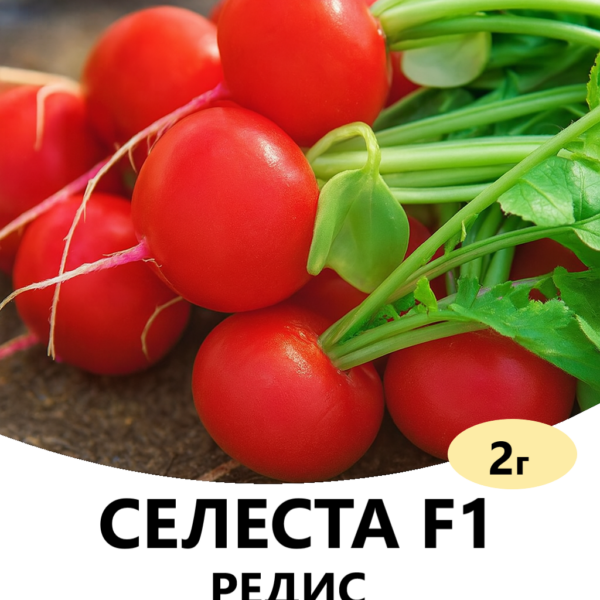 Редис Селеста F1 ENZA ZADEN
