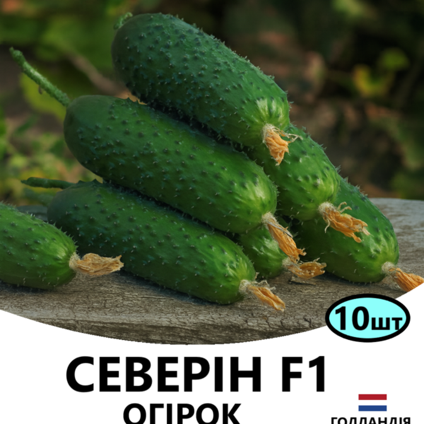 Огірок Северін F1 ENZA ZADEN – 10шт