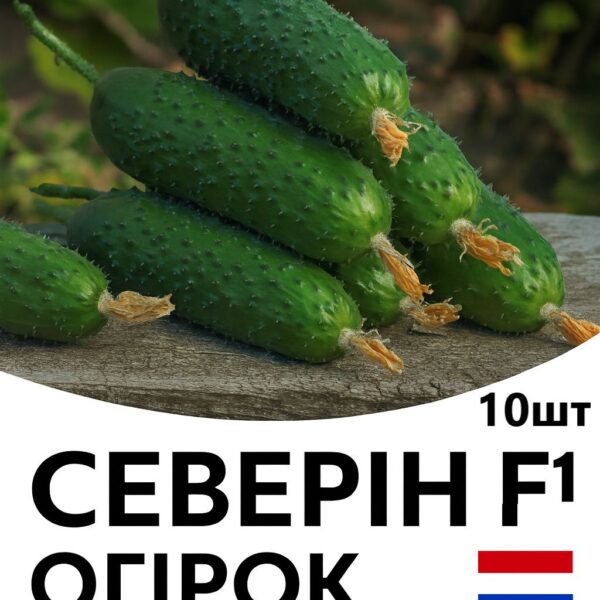 Огірок Северін F1 ENZA ZADEN