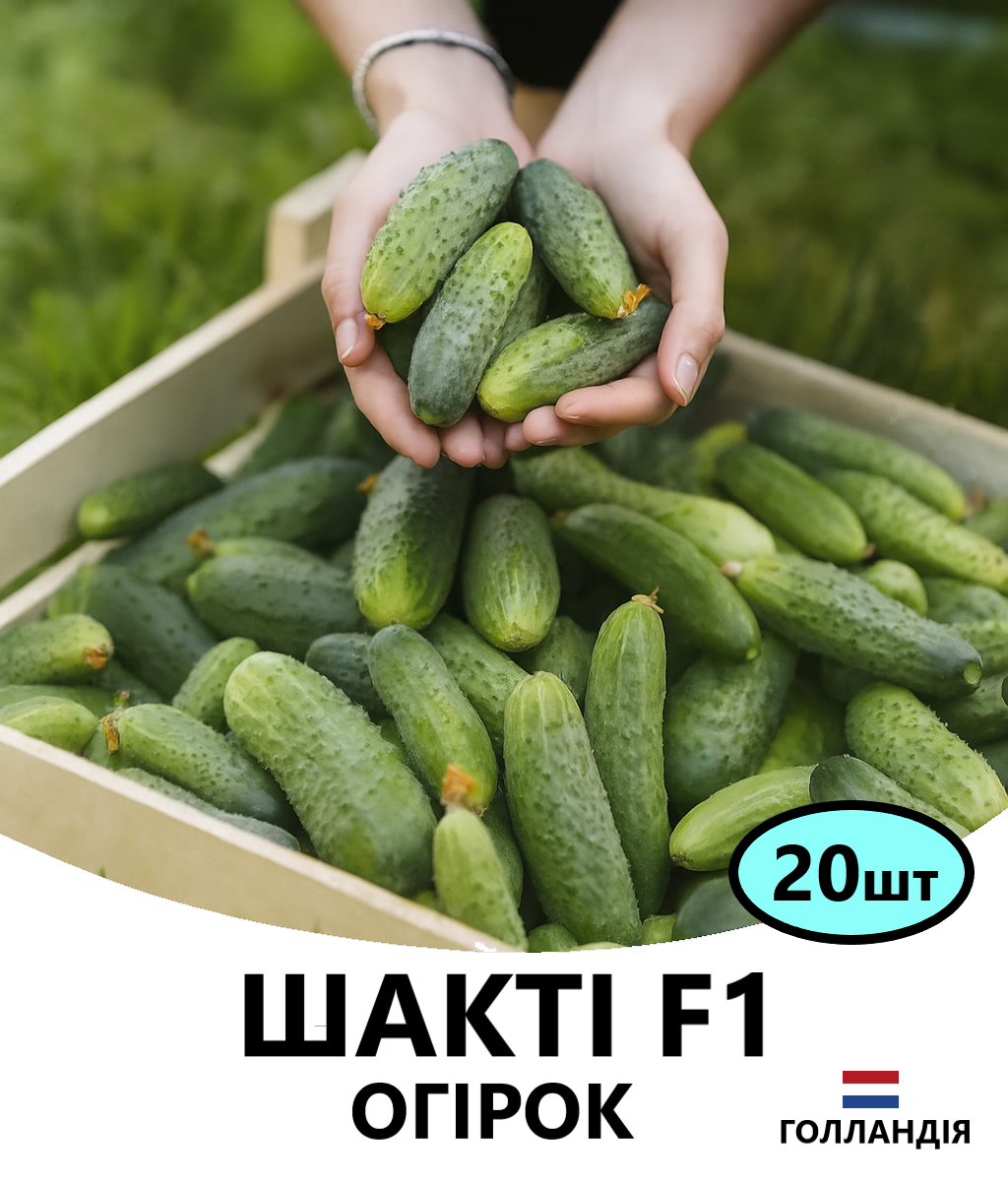 шакті 20