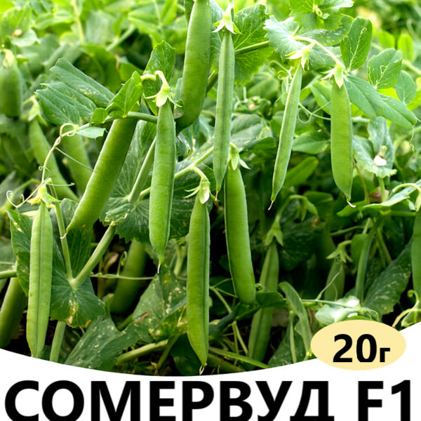 Горох Сомервуд F1 Syngenta