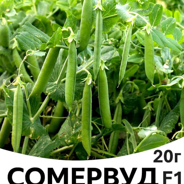 Горох Сомервуд F1 Syngenta