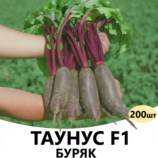 Буряк Таунус F1 Bejo