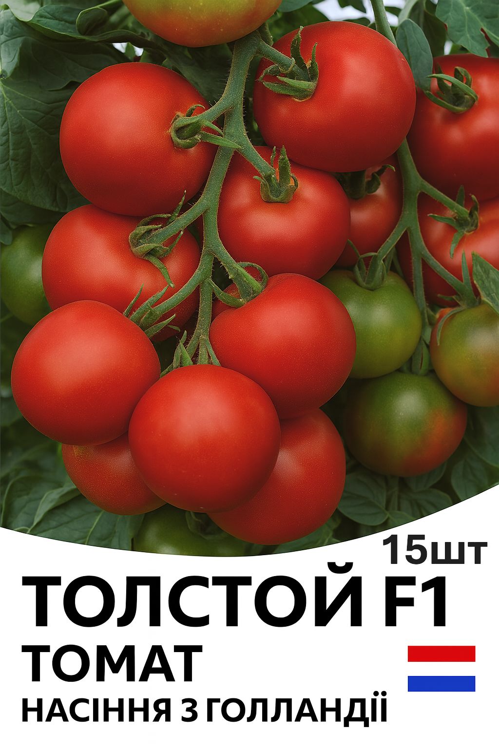 tolstojF1_15