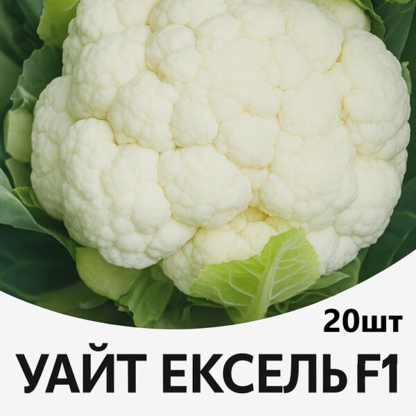 Цвітна капуста Уайт Ексель F1 SAKATA