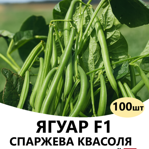 Спаржева квасоля Ягуар F1 HAZERA – 100шт