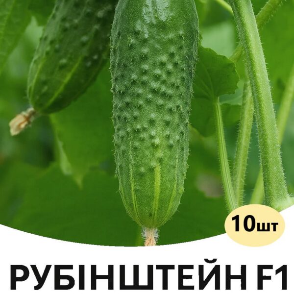 Огірок Рубінштейн F1 Rijk Zwaan – 10шт