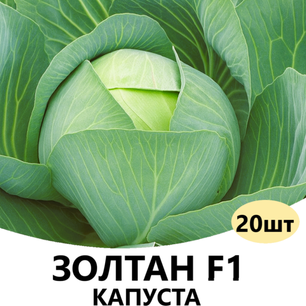 Капуста Золтан F1 Hazera – 20шт