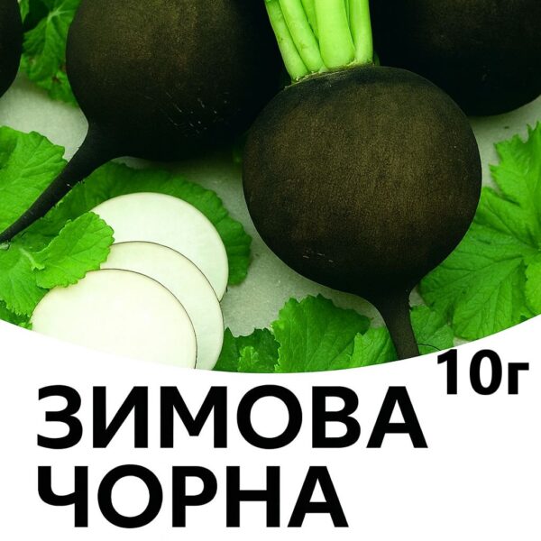 Редька Зимова Чорна F1 CLAUSE