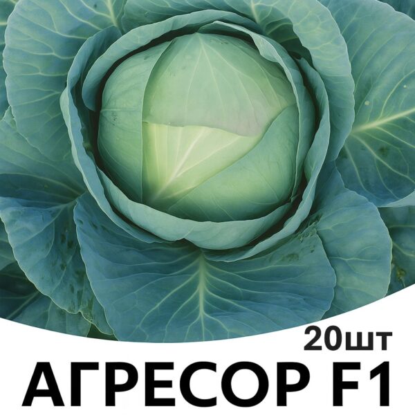 Насіння капусти Агресор F1 Syngenta