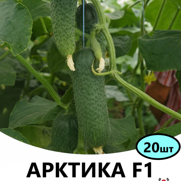 Огірок Арктика F1 Nong Woo Bio