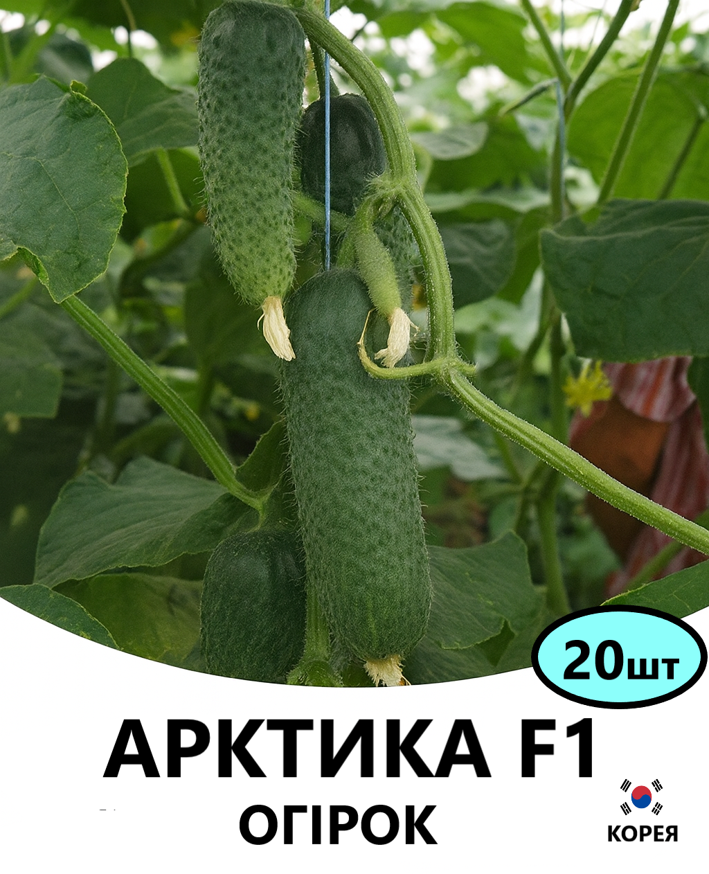 АРКТИКА 20