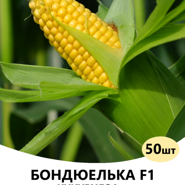 Кукурудза Бондюелька F1 SYNGENTA