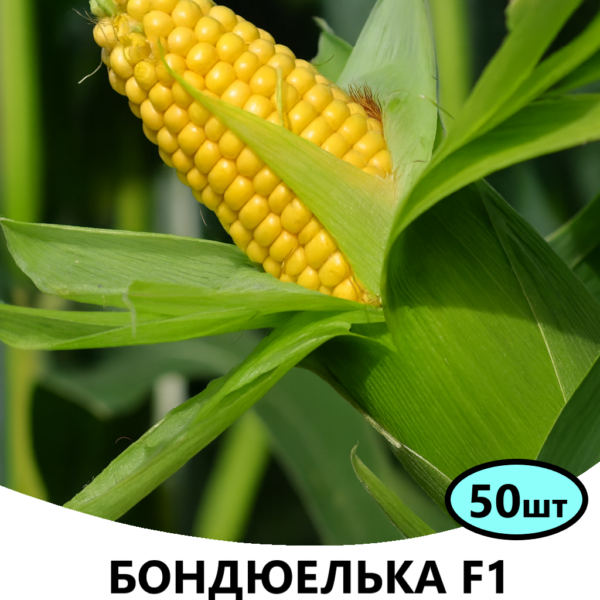 Кукурудза Бондюелька F1 SYNGENTA