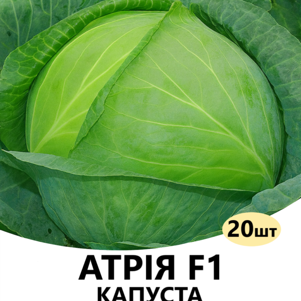 Капуста Атрія F1 Seminis
