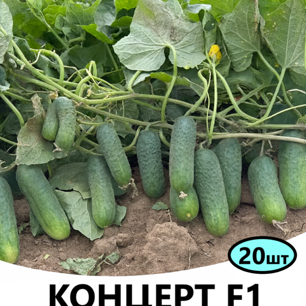 Огірок Концерт F1 Rijk Zwaan
