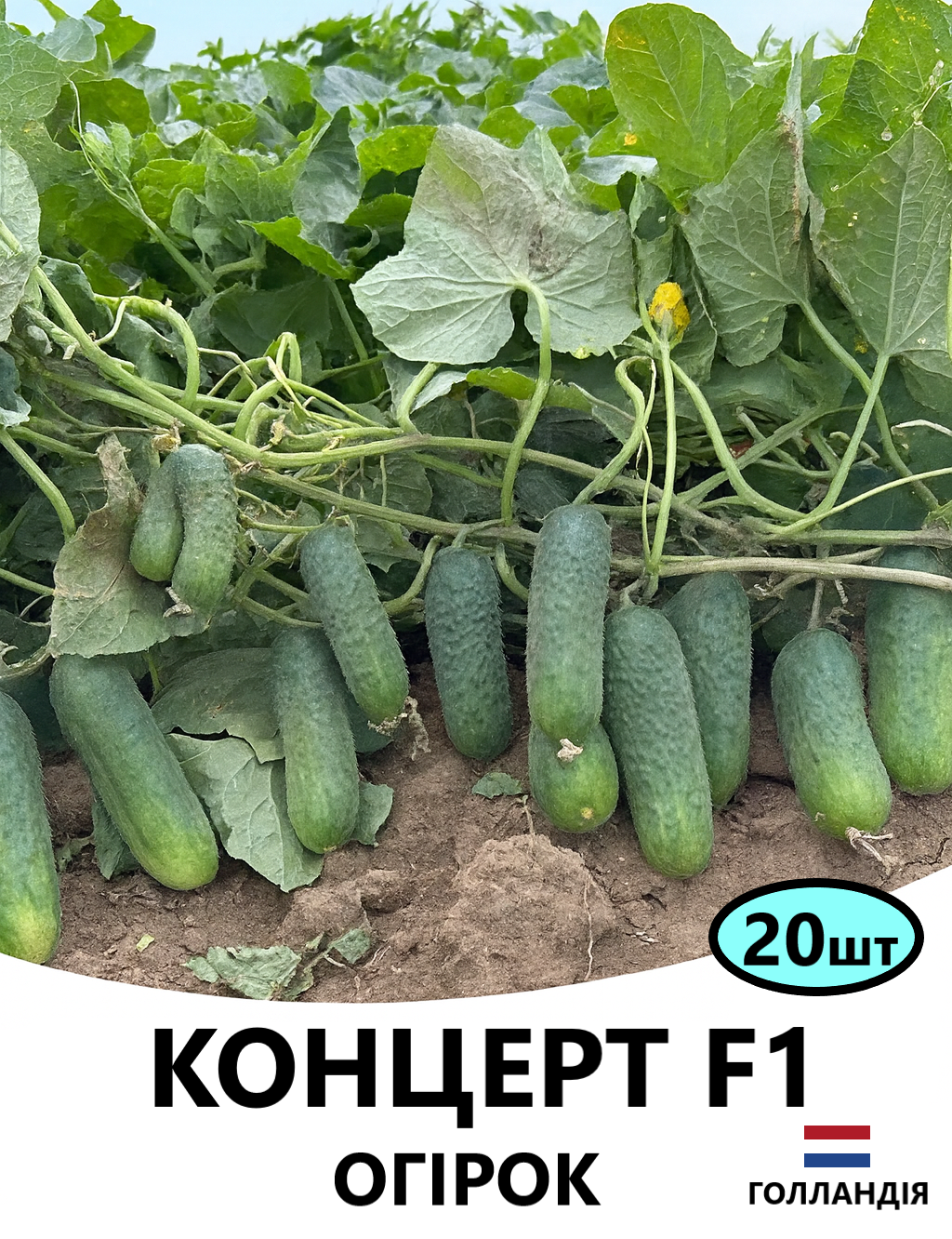 КОНЦЕРТ 20