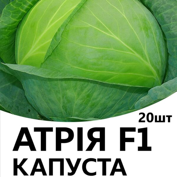 Капуста Атрія F1 Seminis