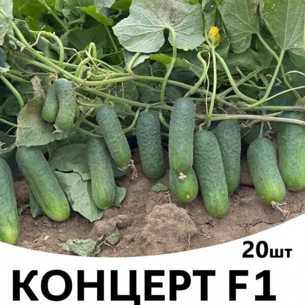 Огірок Концерт F1 Rijk Zwaan