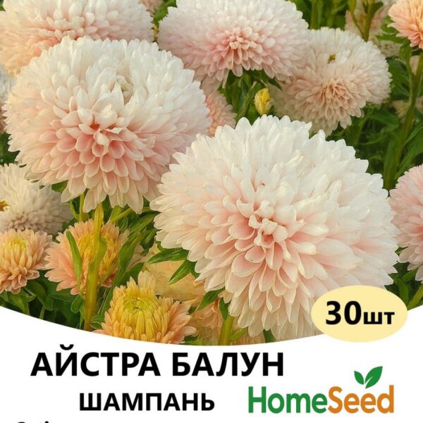 Насіння айстри Балун Шампань 30 шт (Satimex)
