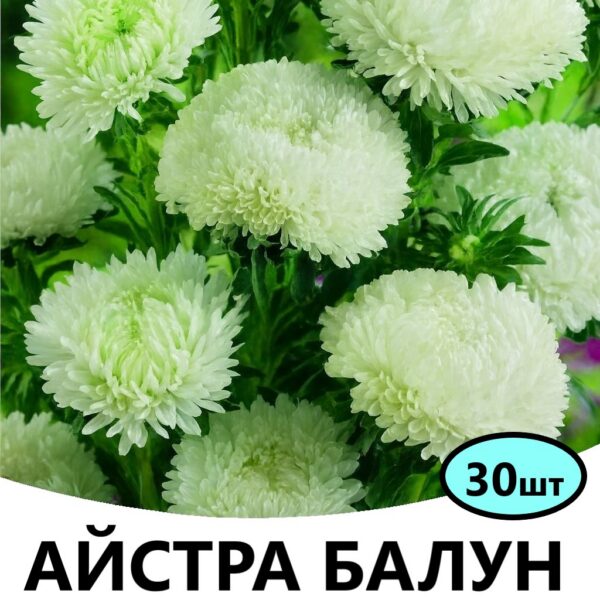 Насіння айстри Балун Біла 30 шт (Satimex)