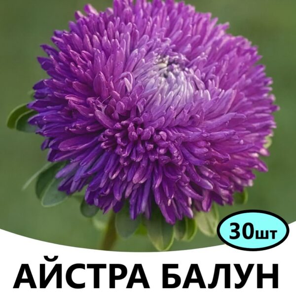 Насіння айстри Балун Фіолетова 30 шт (Satimex)