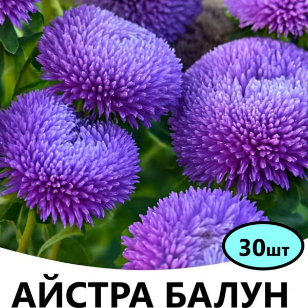 Насіння айстри Балун Лавандова 30 шт (Satimex)