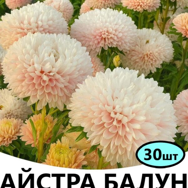 Насіння айстри Балун Шампань 30 шт (Satimex)