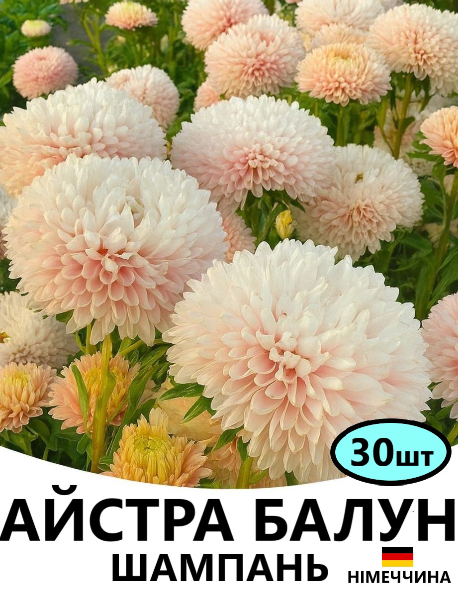 БАЛУН шампань
