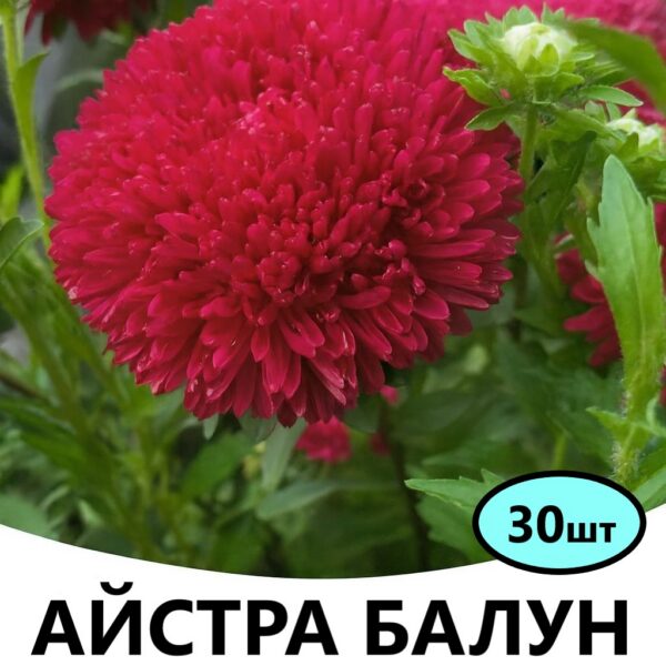 Насіння айстри Балун Темно – Рожева 30 шт (Satimex)