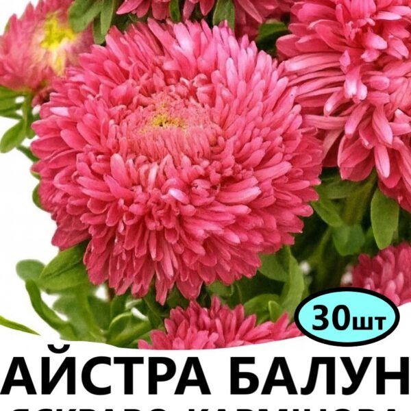 Насіння айстри Балун Яскраво – Кармінова 30 шт (Satimex)