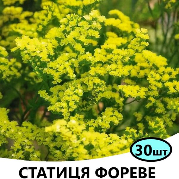 Насіння статиці Фореве Жовта 30 шт (Takii Seed)