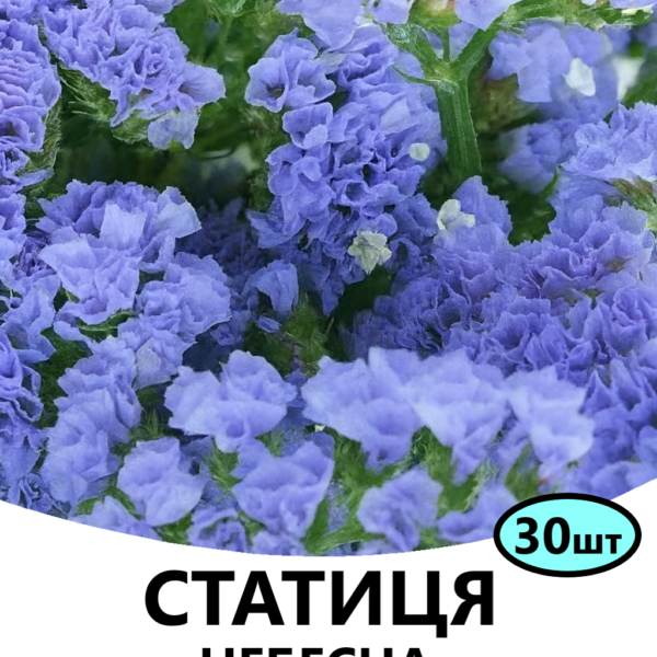 Насіння статиці Небесна Блакить 30 шт (Floragran)