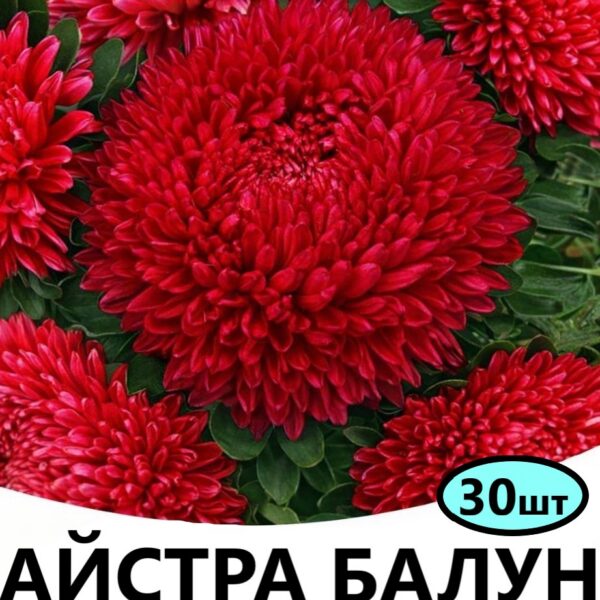 Насіння айстри Балун Рубіново – червона 30 шт (Satimex)