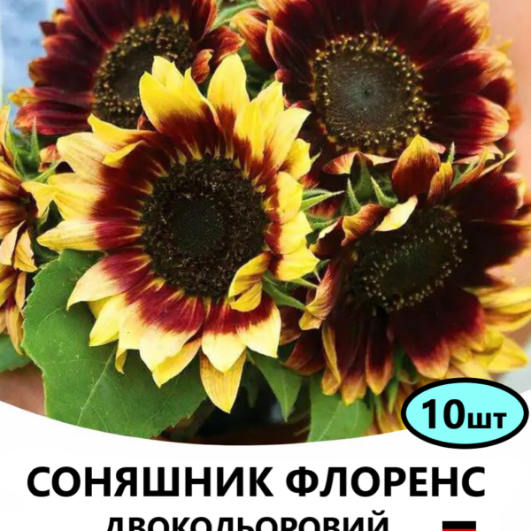 Насіння соняшника ФЛОРЕНС двокольоровий 10шт (Benary)