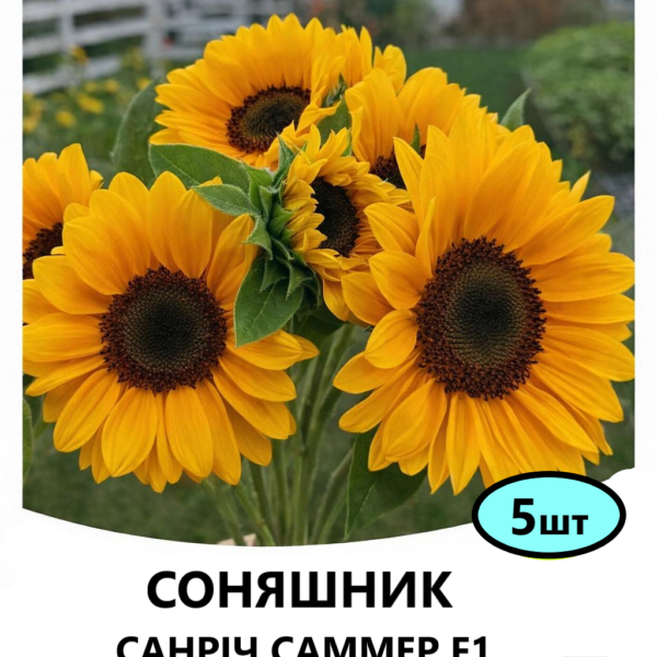 Насіння соняшника САНРІЧ САММЕР F1 ПРОВАНС 5шт (Takii Seed)