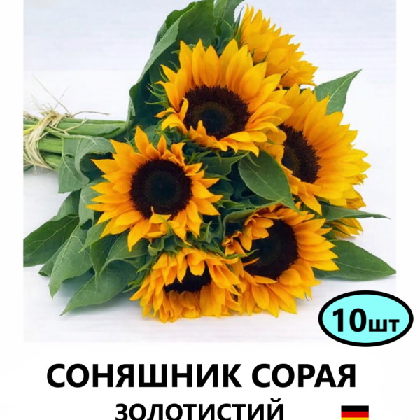 Насіння соняшника СОРАЯ золотистий 10шт (Benary)