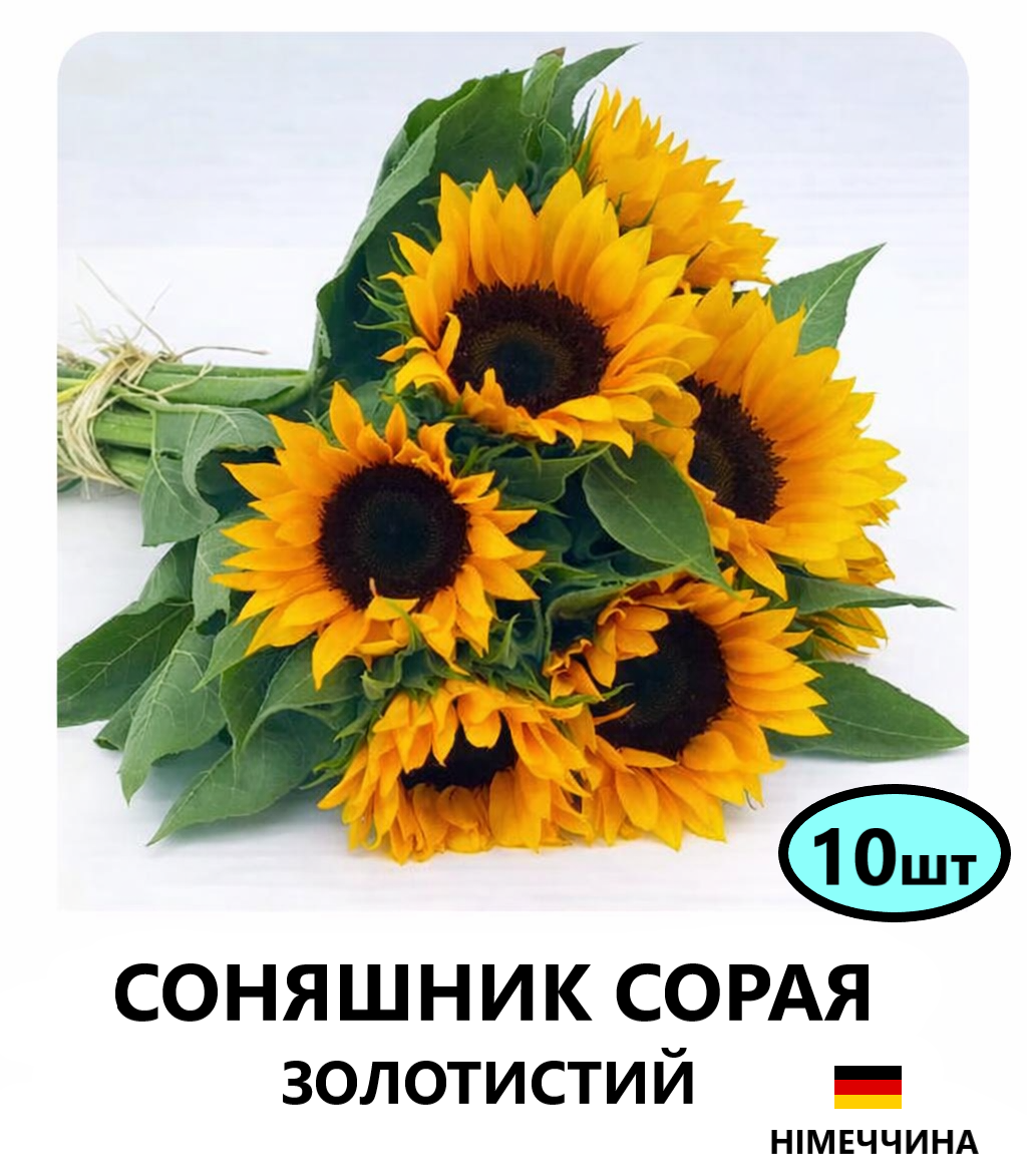 СОРАЯ